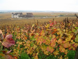 clos_vougeot_vignes_rouges